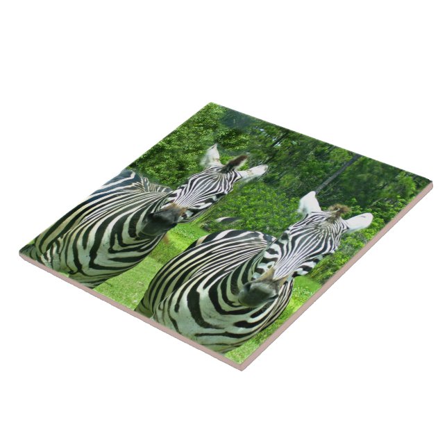 Zebras in Meadow Harmony Tile (Side)