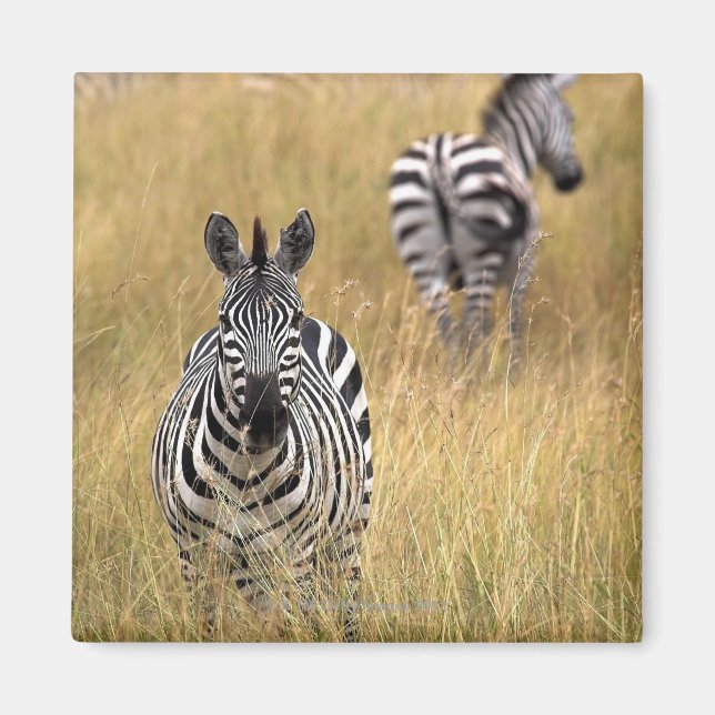 Zebras in tall grass magnet (Front)