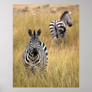 Zebras in tall grass poster
