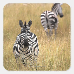 Zebras in tall grass square sticker