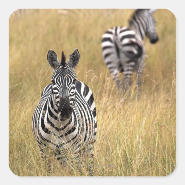 Zebras in tall grass square sticker (Front)