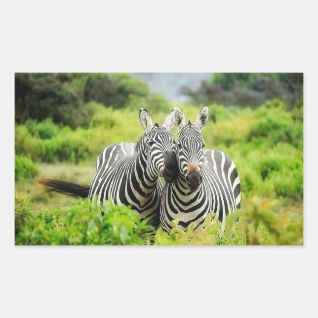 Zebras in the wild rectangular sticker (Front)