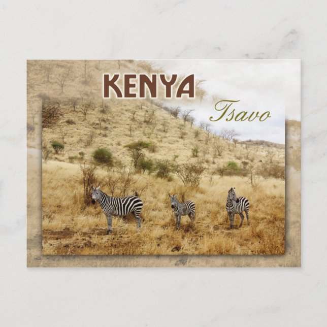 Zebras in Tsavo, Kenya Postcard (Front)