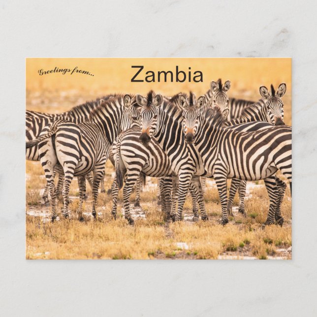 Zebras in Zambia Postcard (Front)