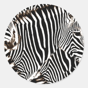 Zebras love_ classic round sticker