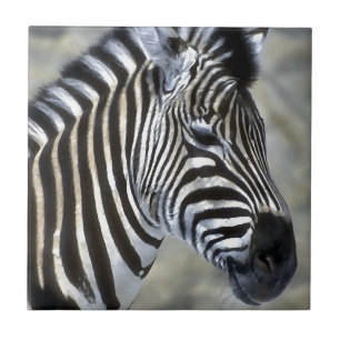 Zebras Lovers Art Tile