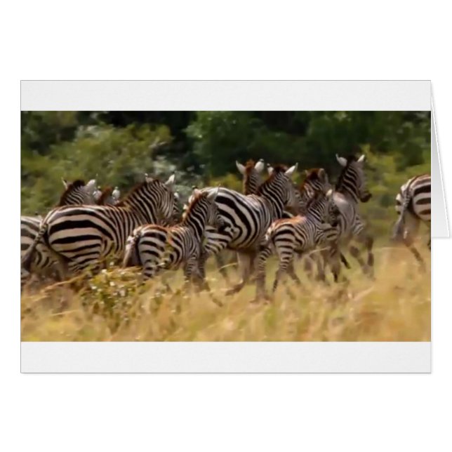 Zebras on the Move: A Journey of a Thousand Miles (Front Horizontal)