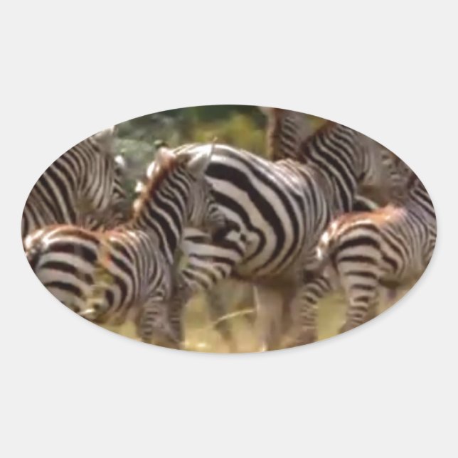 Zebras on the Move: A Journey of a Thousand Miles Oval Sticker (Front)