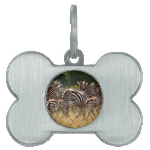 Zebras on the Move: A Journey of a Thousand Miles Pet Name Tag