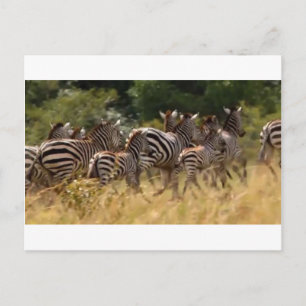 Zebras on the Move: A Journey of a Thousand Miles Postcard