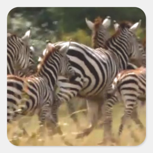 Zebras on the Move: A Journey of a Thousand Miles Square Sticker (Front)