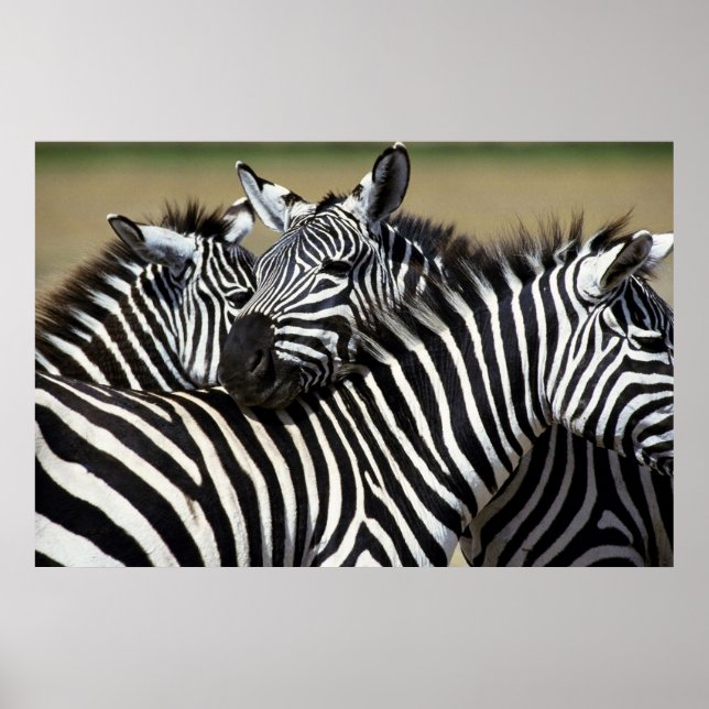 Zebras pack together in a field poster (Front)