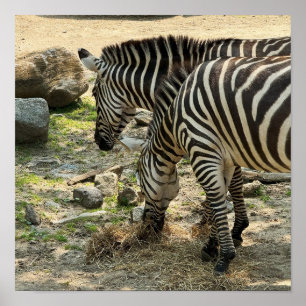Zebras Photo Poster
