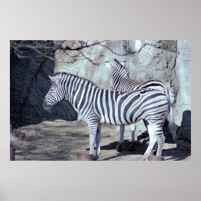 Zebras Photo Poster (Front)