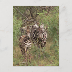 Zebras Postcard