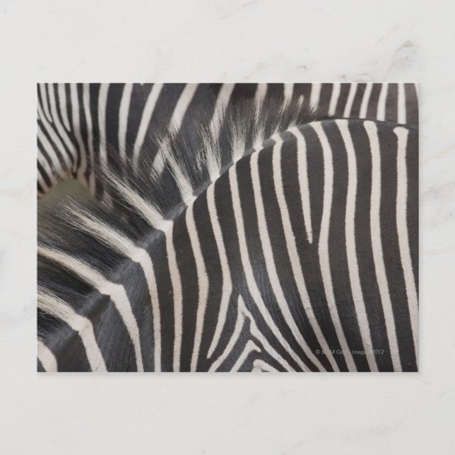 Zebras Postcard (Front)