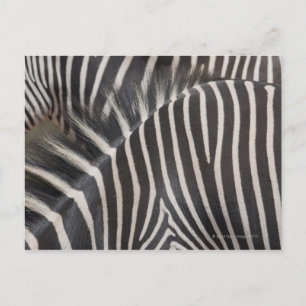 Zebras Postcard