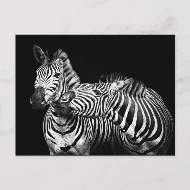 Zebra's Postcard (Front)