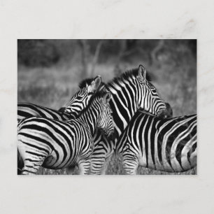 Zebras Postcard