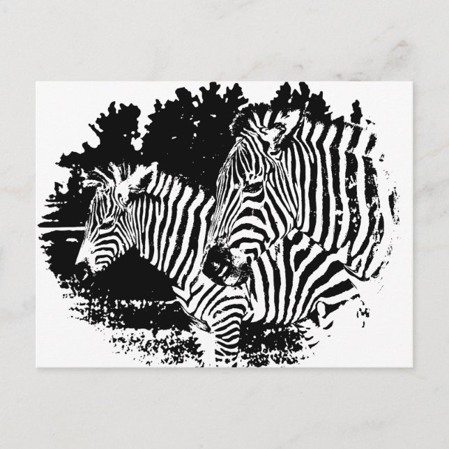 zebras postcard (Front)
