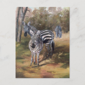 Zebras Postcard