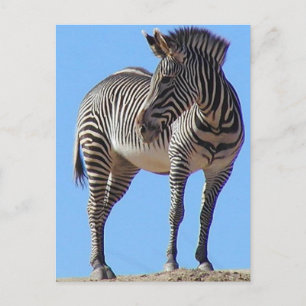 Zebras Postcard