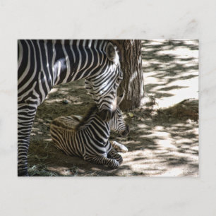 zebras postcard
