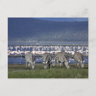 Zebras Postcard