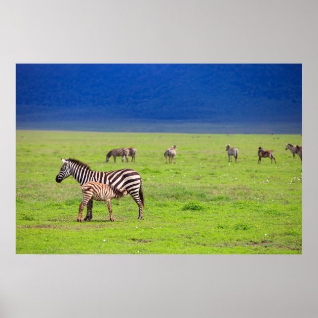 zebras poster (Front)
