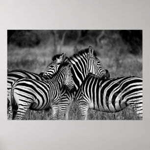 Zebras Poster