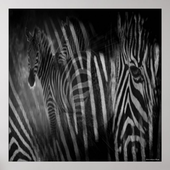 Zebras Print (Front)
