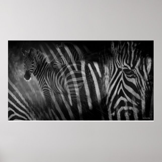 Zebras Print (Front)