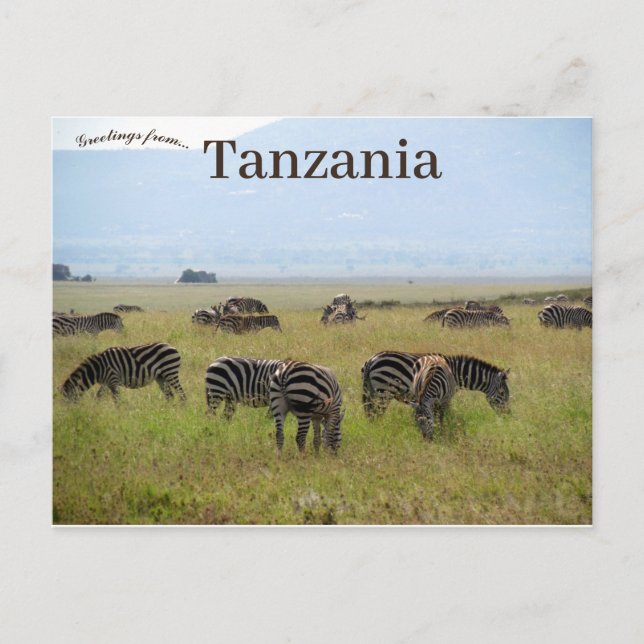 Zebras Serengeti National Park Safari Tanzania Postcard (Front)