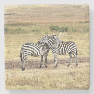 Zebras Showing Affection, The Serengeti. Stone Coaster