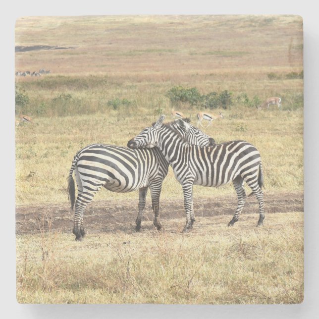 Zebras Showing Affection, The Serengeti. Stone Coaster (Front)