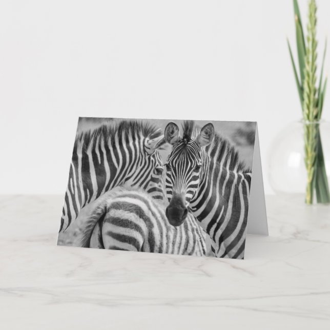 Zebras, South Africa Holiday Card (Front)