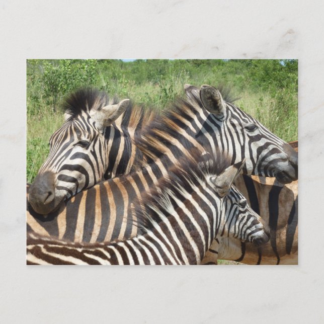 Zebras South Africa Postcard (Front)