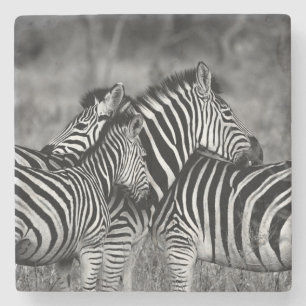Zebras Stone Coaster