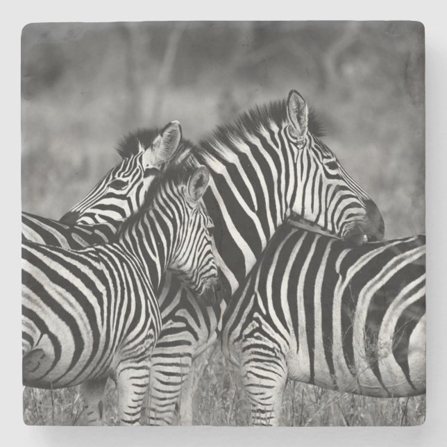 Zebras Stone Coaster (Front)