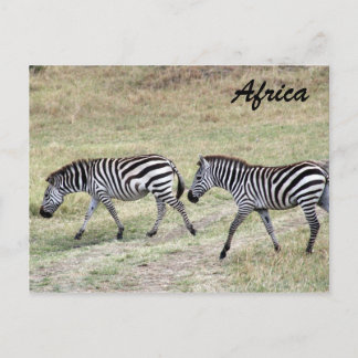 zebras striped postcard