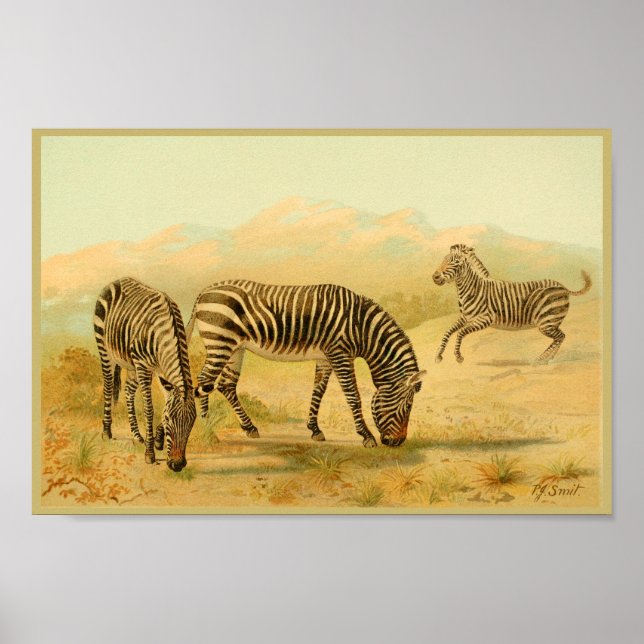 Zebras Vintage Animal Art Print African Plains (Front)