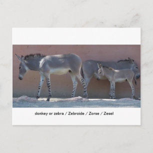 Zebroide Postcard