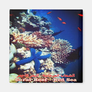 zEG033 EGYPT, Red Sea, Coral Reef, Fridge Magnet