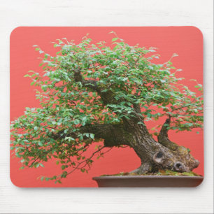 Zelkova bonsai tree mouse mat