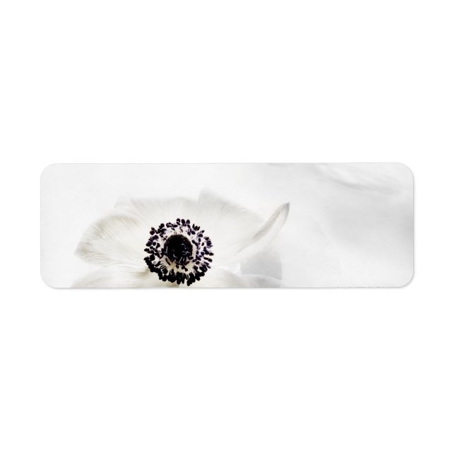 Zen High Key White Anemone on Water Background (Front)