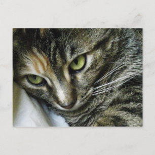 Zen Kitty Postcard