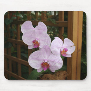 Zen orchids mouse mat