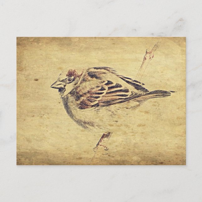 Zen Oriental art pencil sketch wild bird Postcard (Front)
