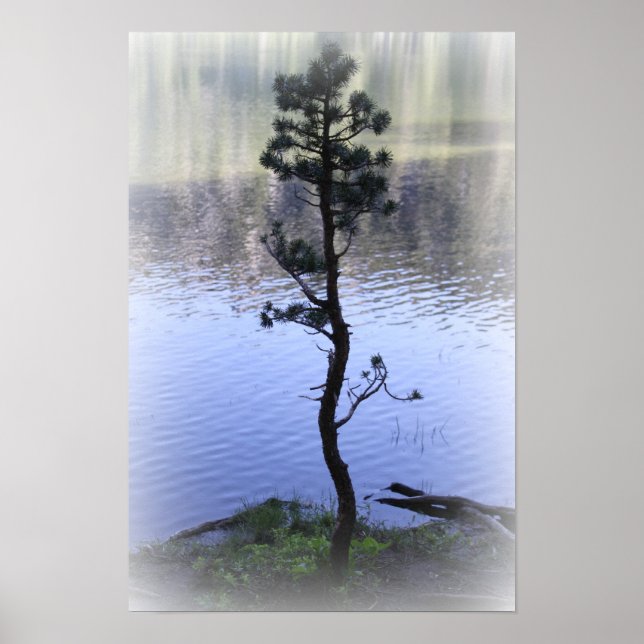 Zen Reflection- Water and Tree Poster (Front)