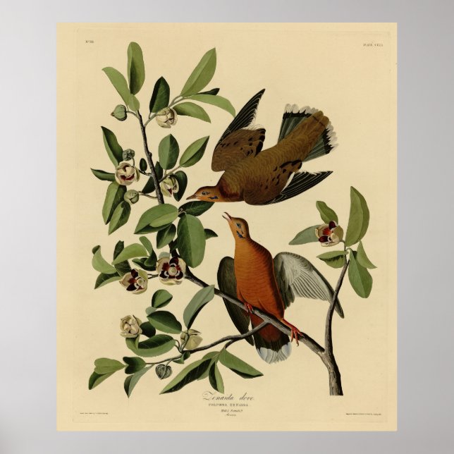 Zenaida Dove from John Audubon's Birds of America  Poster (Front)